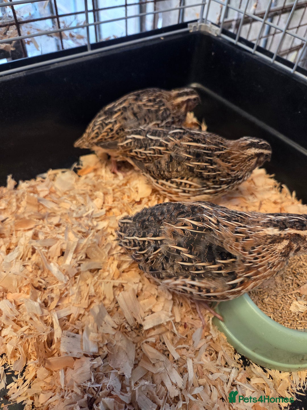 Quail poultry for sale: Japanese (Coturnix) quail point of lay - Image 2