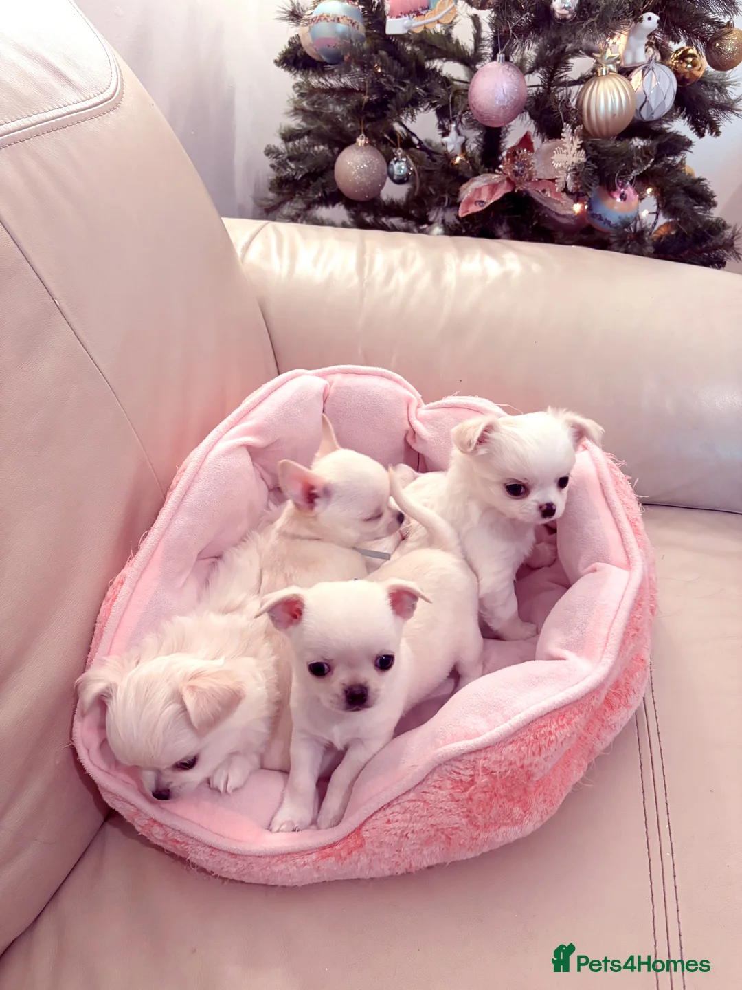 Chihuahua dogs for sale: KC registered beautiful chihuahua puppies - Advert 3