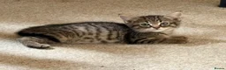 Mixed Breed cats for sale: 2 male tabby kittens urgently need new homes!! - Advert 2