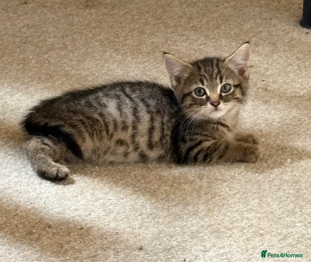 Mixed Breed cats for sale: 2 male tabby kittens urgently need new homes!! - Advert 2