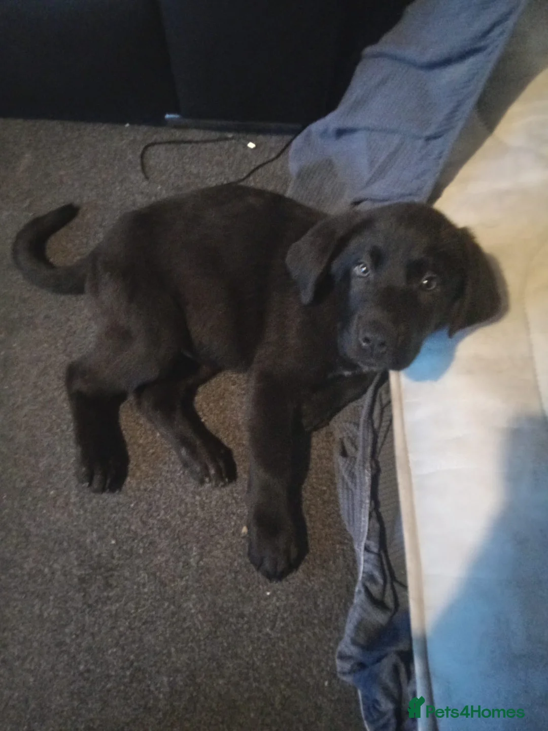 Mixed Breed dogs for sale: Caucasian shepherd cross puppies in Widnes - Advert 15