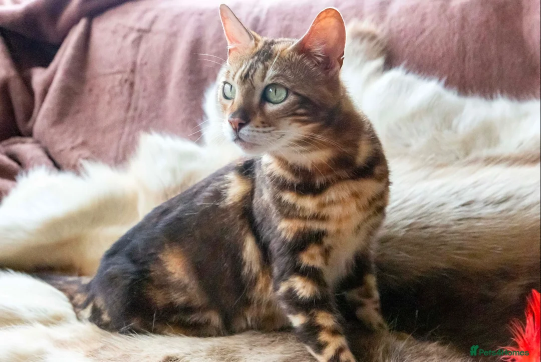 Bengal cats for sale: Unregistered bengal breeding pair - Advert 2