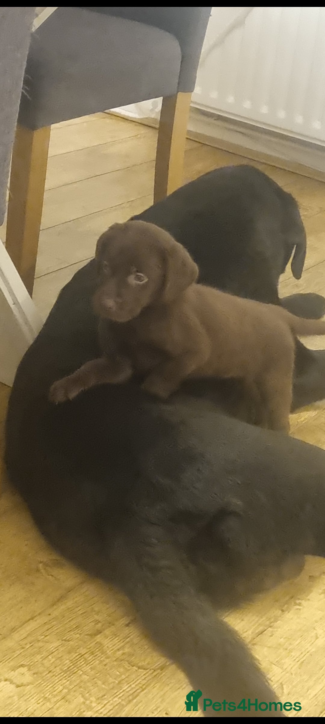 Labrador Retriever dogs for sale: Beautiful chunky labrador puppies - Advert 6