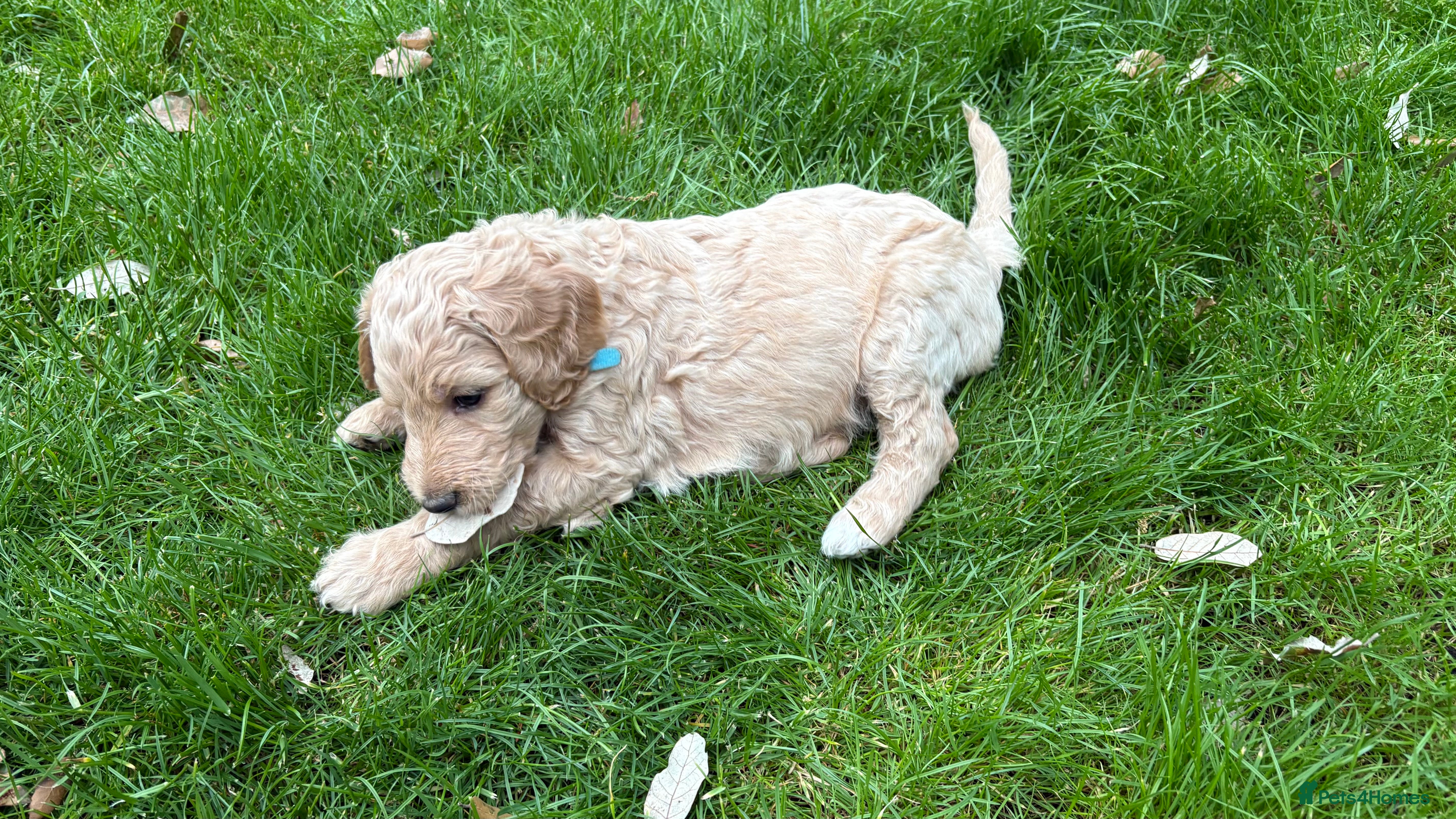 Goldendoodle dogs Golden doodle puppies from a loving home - Advert 2