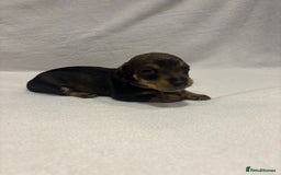 Dachshund dogs for sale: Dachshund puppies  - Image 13