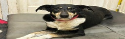 Mixed Breed dogs for adoption: Lottie - Norwich Norfolk  in Norwich - Advert 9