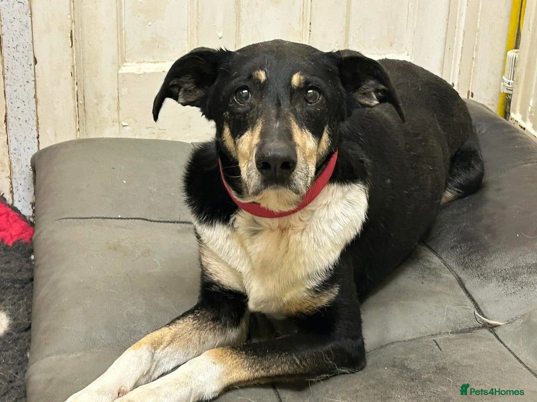 Mixed Breed dogs for adoption: Lottie - Norwich Norfolk  in Norwich - Advert 9