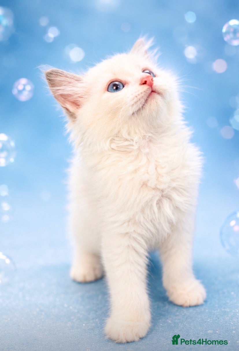 Ragdoll cats STUNNING BICOLOUR RAGDOLL KITTEN 🩵 - Advert 1