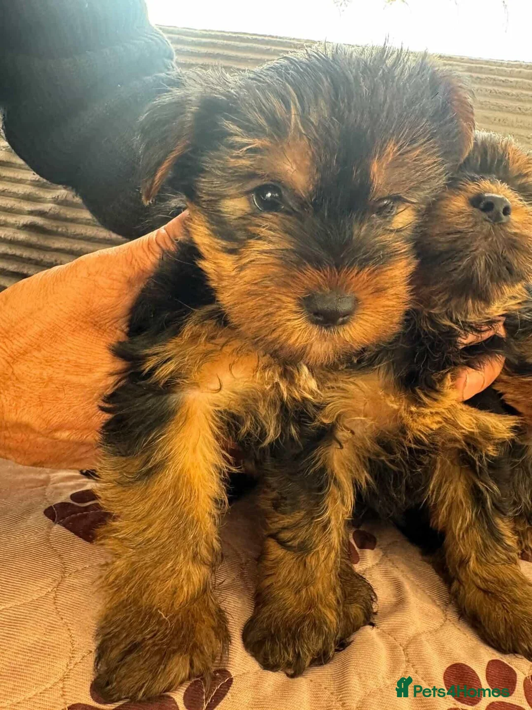 Yorkshire Terrier dogs for sale: Yorkshire Terrier  in London - Advert 1