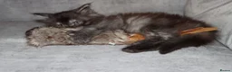 Maine Coon cats for sale: XL Polydactyl Black Smoke Maine Coon - Advert 13