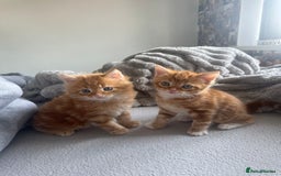 Mixed Breed cats for sale: Beautiful ginger kittens  - Image 3
