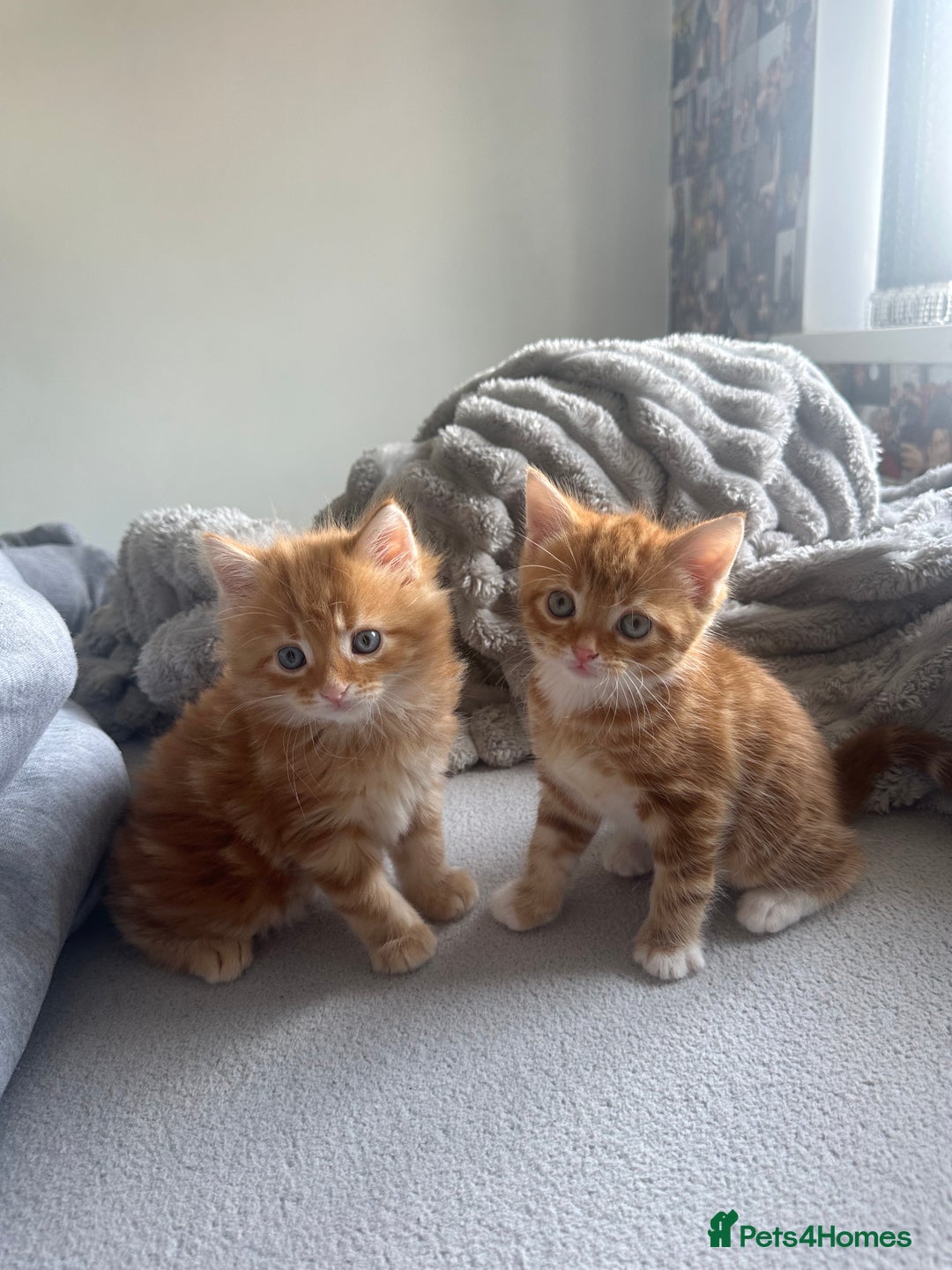 Mixed Breed cats for sale: Beautiful ginger kittens  - Image 3