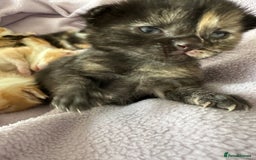 Domestic Shorthair cats for sale: 8 Beautiful kittens with stunning markings  - Image 18