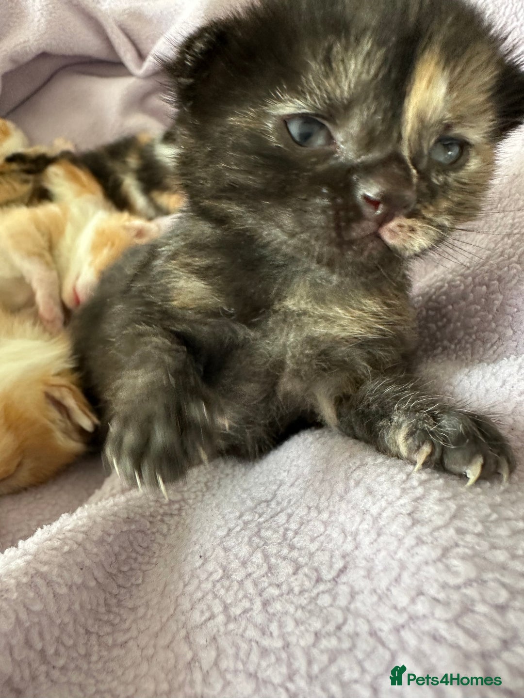Domestic Shorthair cats for sale: 8 Beautiful kittens with stunning markings  - Image 18
