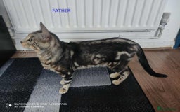 Bengal cats for sale: Three Beautiful Bengal Kittens For Sale - Image 5