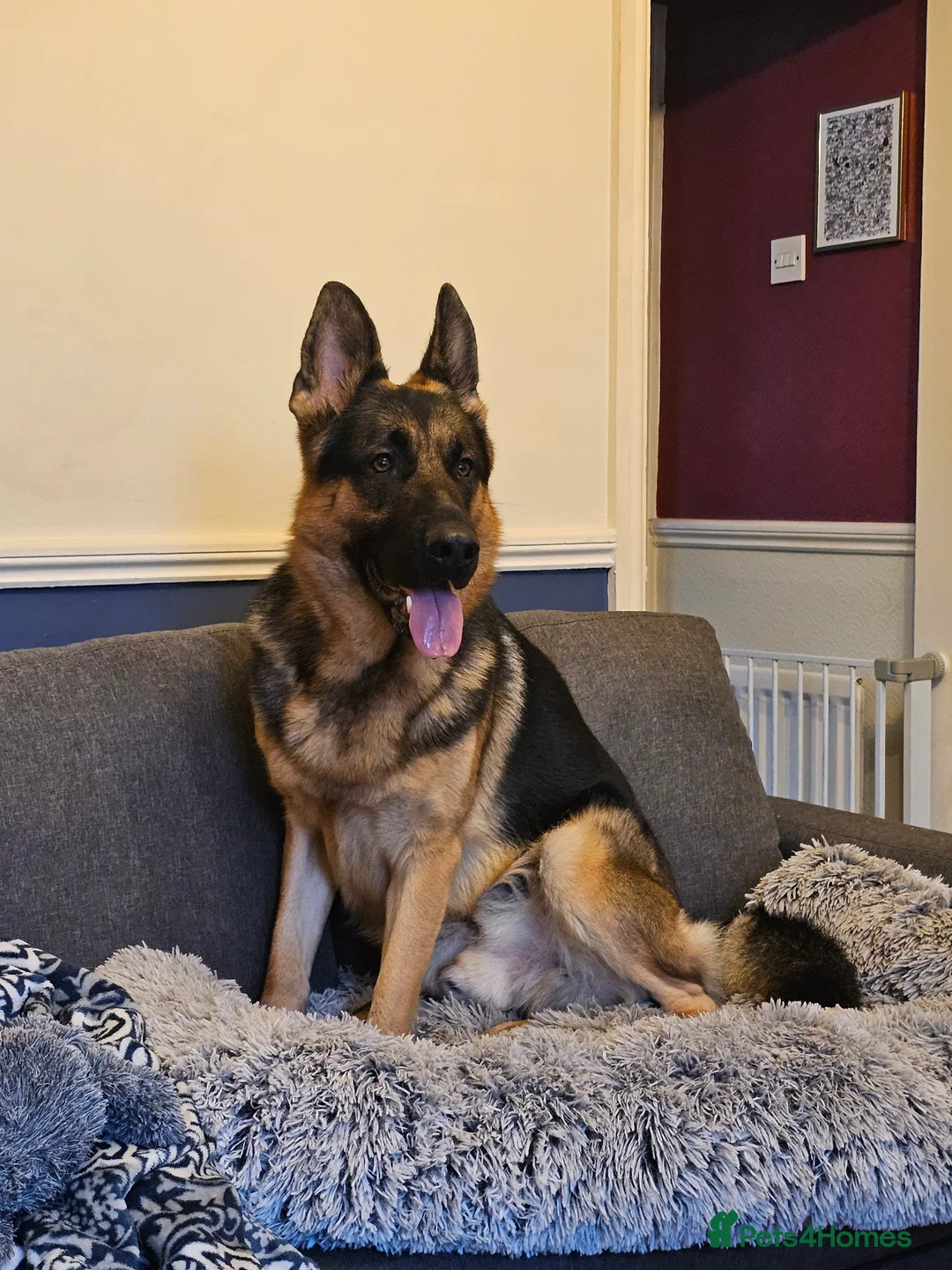 German Shepherd dogs for stud: Logan - Advert 2