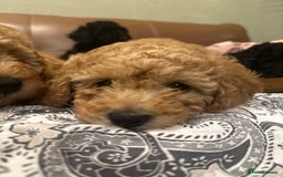 Toy Poodle dogs for sale: Stunning toy poodles  - Advert 30