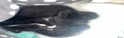 Mixed Breed cats for sale: 🐾BlackBrown Tabby Kittens needing Forever Homes🐾 in London - Advert 39