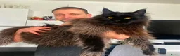 Maine Coon cats for sale: mainecoon boy 3 years old  in Bolton - Advert 4