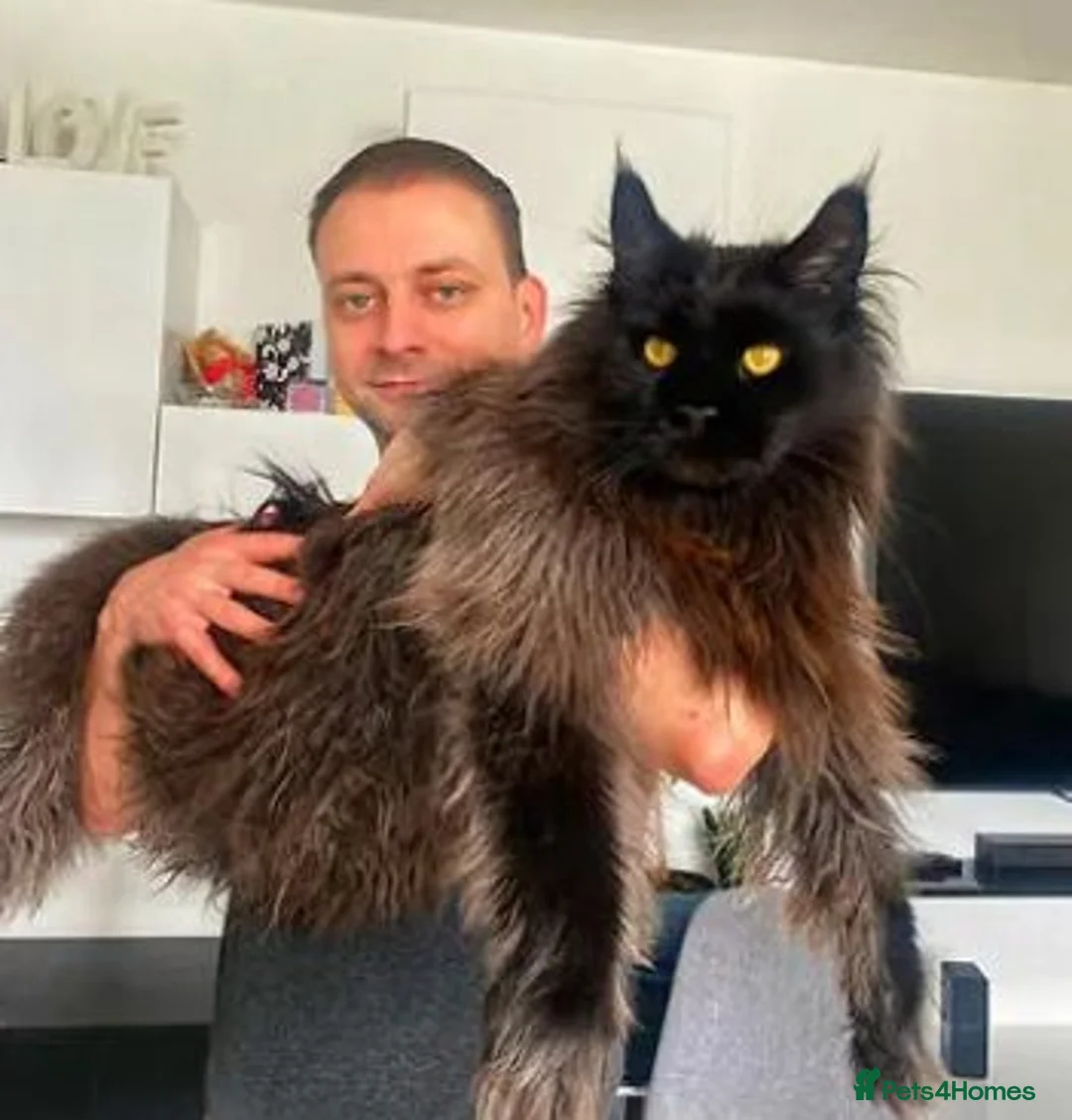 Maine Coon cats for sale: mainecoon boy 3 years old  in Bolton - Advert 4