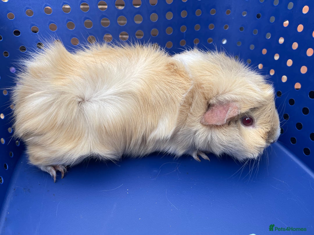 Guinea Pig rodents for sale: 2 female guinea pig siblings  - Image 3