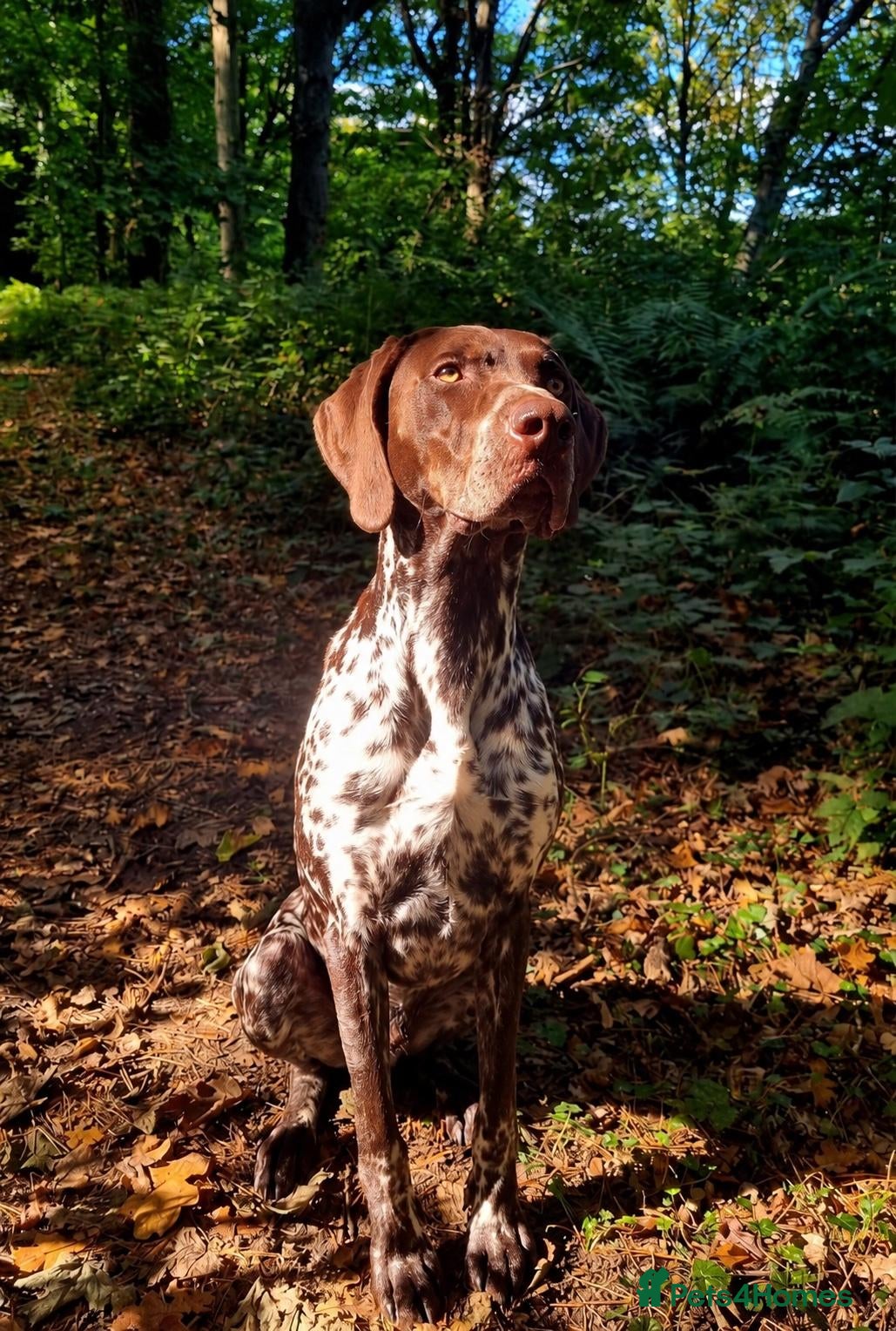 German Shorthaired Pointer dogs LOKI - 2 YRS 2 MTHS OLD GERMAN SHORTHAIRED POINTER - Advert 1