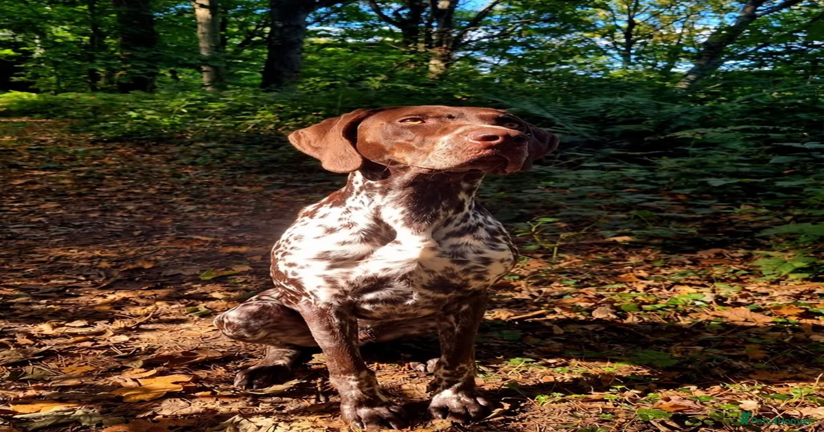 German pointer German Shorthaired Pointer Puppies for sale | Pets4Homes