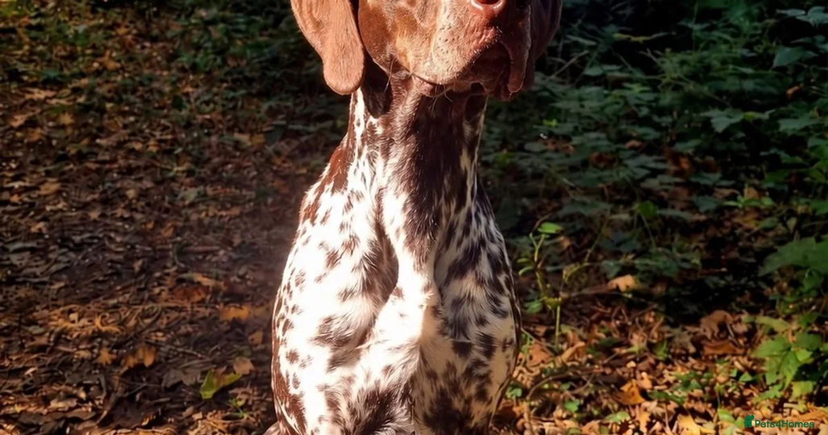 Ppointer Inage German pointer German Shorthaired Pointer Puppies for sale | Pets4Homes