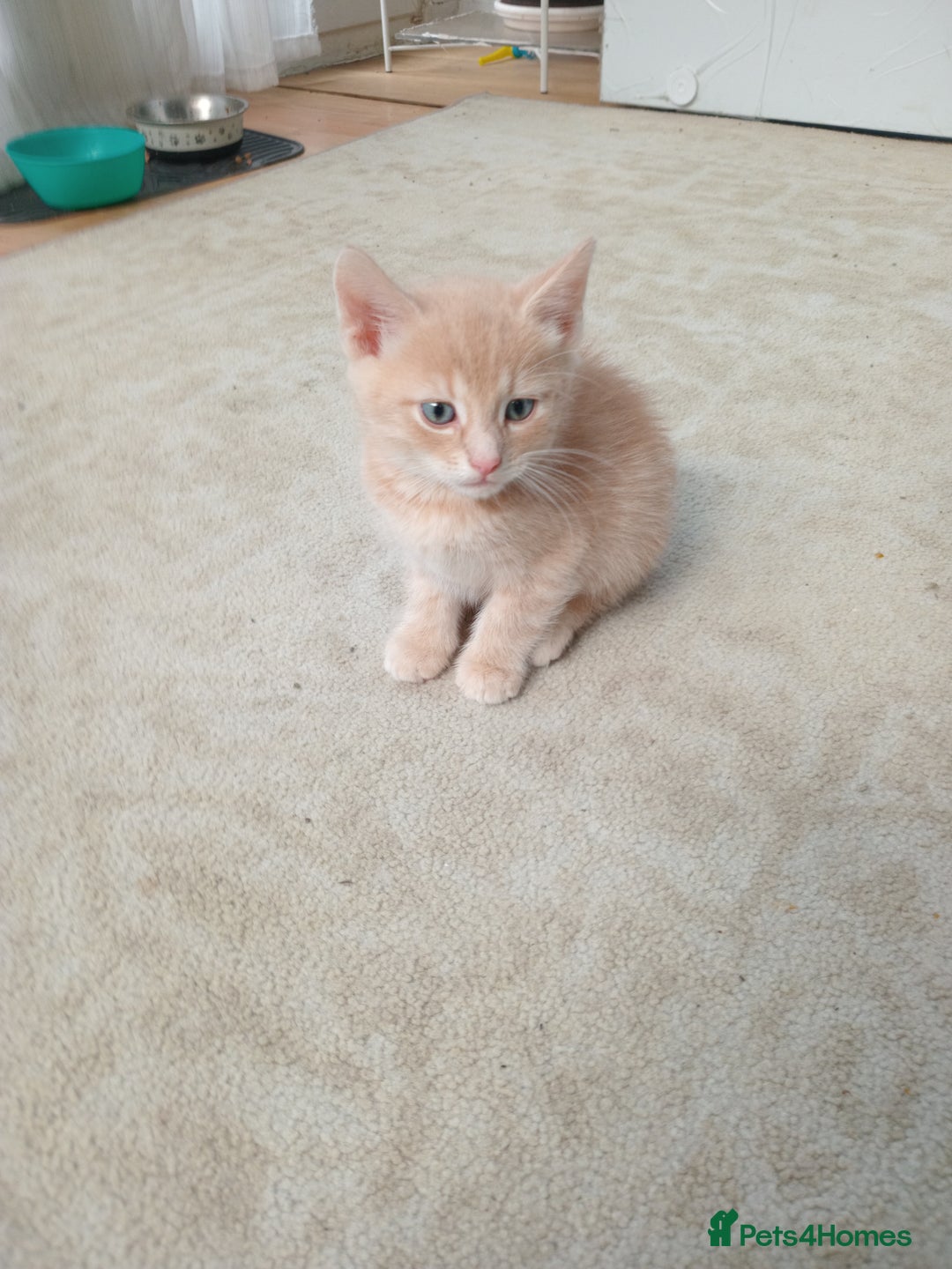 Bengal cats for sale: Adorable kittens ready to leave  - Image 3
