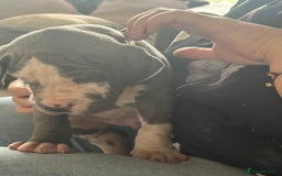 Great Dane dogs for sale: KC registered blue Great Dane puppies - Image 17