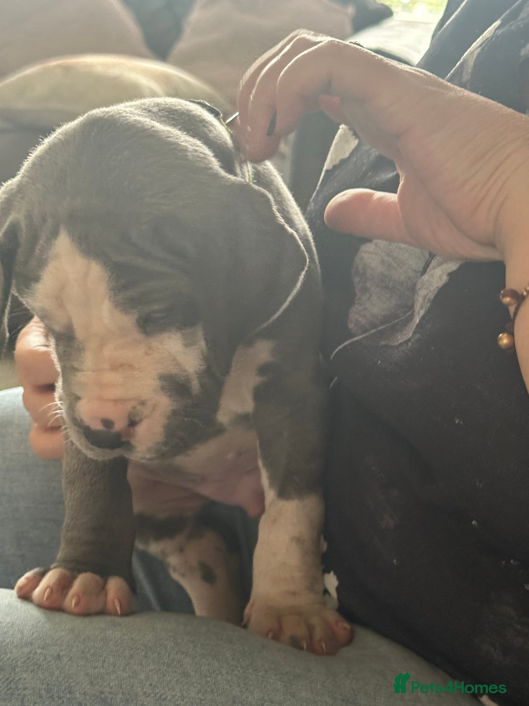 Great Dane dogs for sale: KC registered blue Great Dane puppies - Image 17