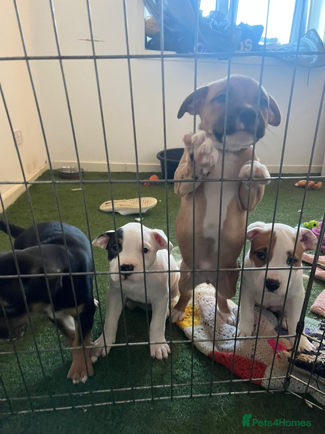 Mixed Breed dogs for sale: American bulldog  - Advert 9