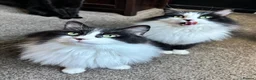 Mixed Breed cats for sale: Twin kitties looking for home - Advert 3