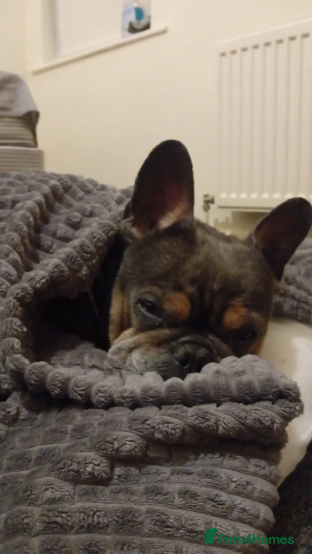 French Bulldog dogs for sale: 4yr old french bulldog - Advert 4