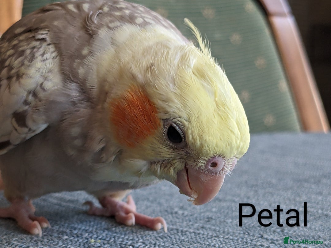 Cockatiels birds for sale: Hand-Reared male + female Cockatiels - Image 9