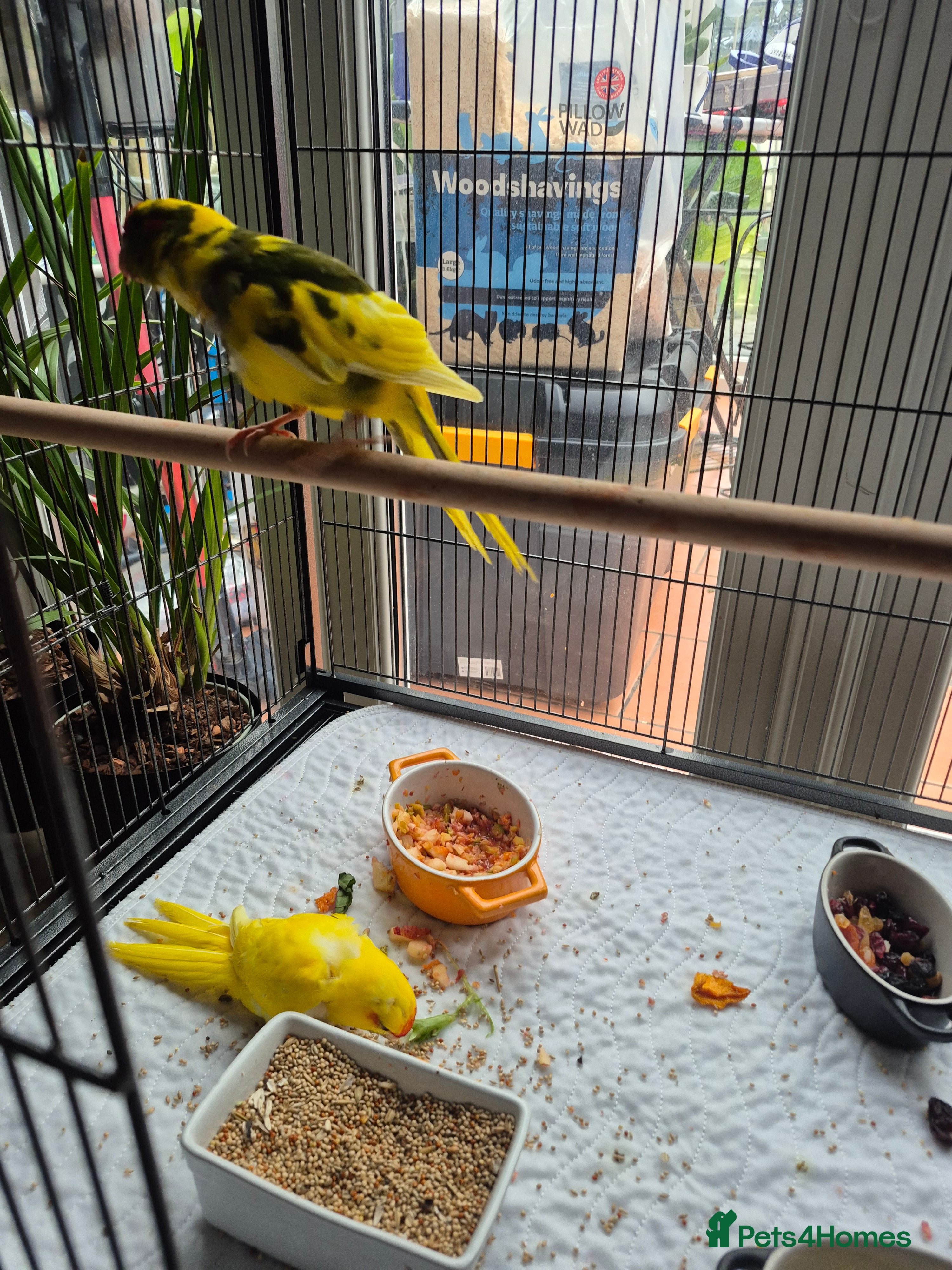 Parakeets birds Baby kakarikis for sale in Bournemouth - Advert 5