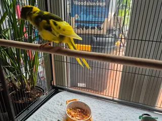 Parakeets birds Baby kakarikis for sale in Bournemouth - Advert 5