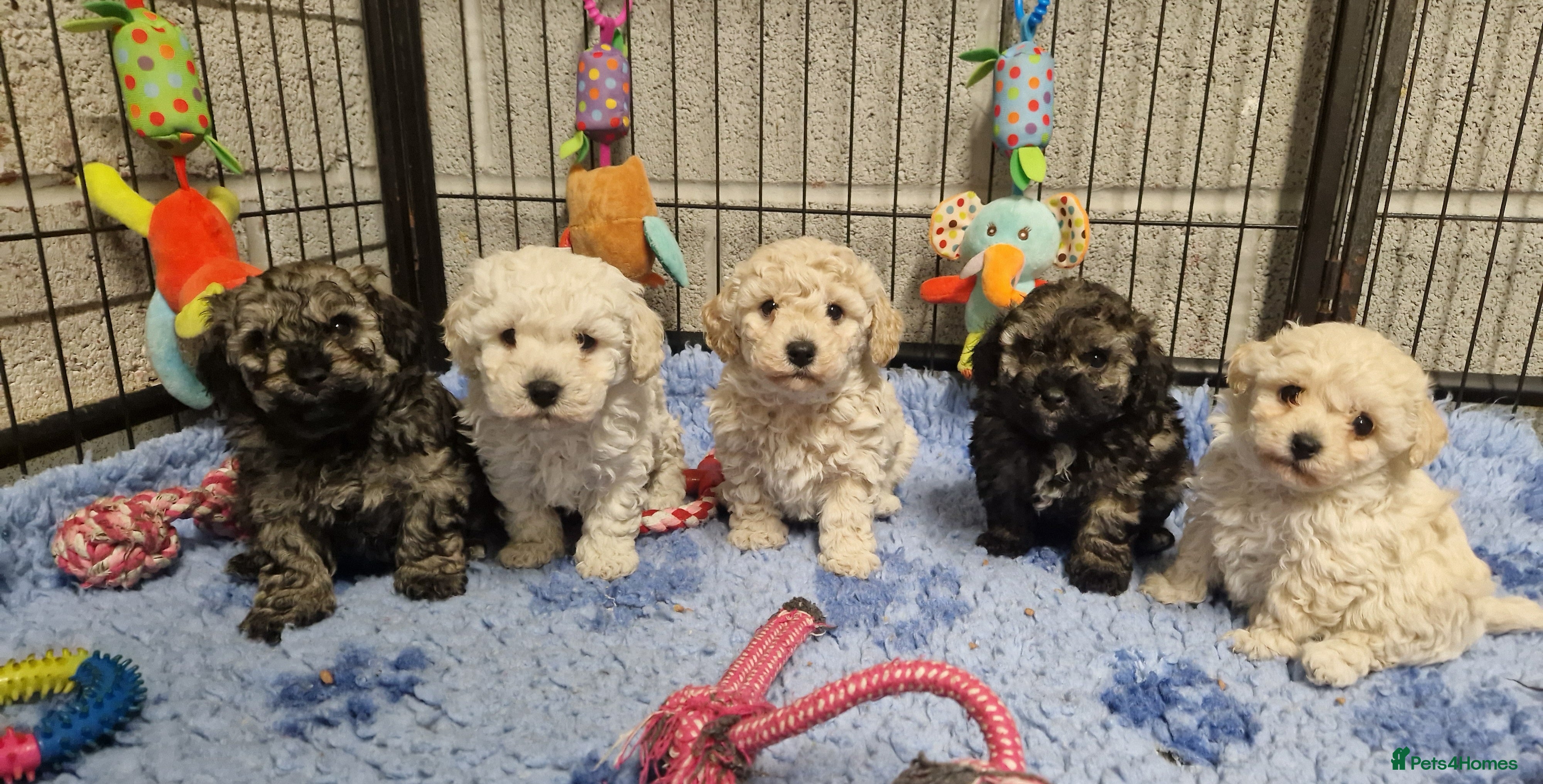 Poochon dogs 💥RARE COLOUR PHANTOM/CARRIER F1 POOCHONS 💥 - Advert 2