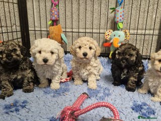 Poochon dogs 💥LAST RARE COLOUR PHANTOM/CARRIER F1 POOCHONS 💥 - Advert 3