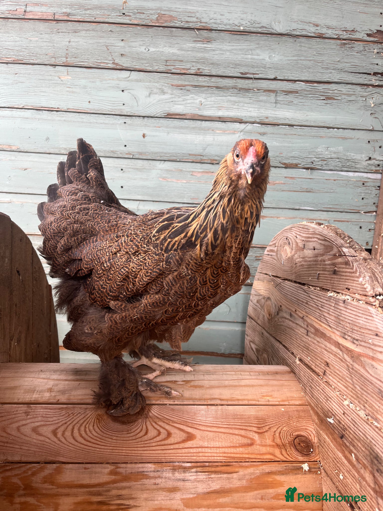 Chickens poultry Brahma Pure Breed Chickens  - Advert 19
