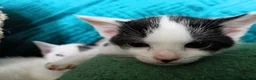 Mixed Breed cats for sale: Mixed litter of kittens - Advert 4