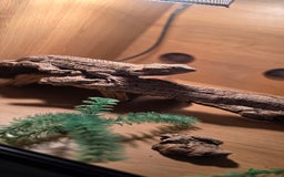 Bearded Dragon reptiles for sale: Travis the Bearded Dragon plus setup  - Image 3