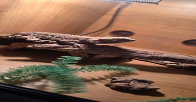Bearded Dragon reptiles - Advert 7
