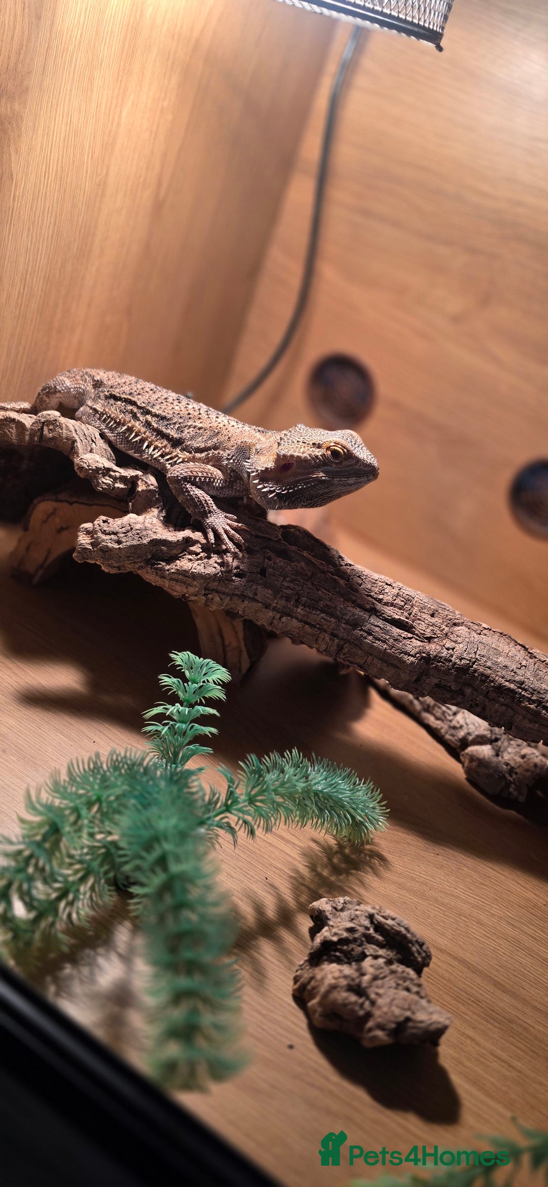 Bearded Dragon reptiles for sale: Travis the Bearded Dragon plus setup  - Image 3