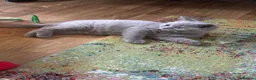 British Shorthair cats for sale: Beautiful Bsh&scottish fold - Advert 14