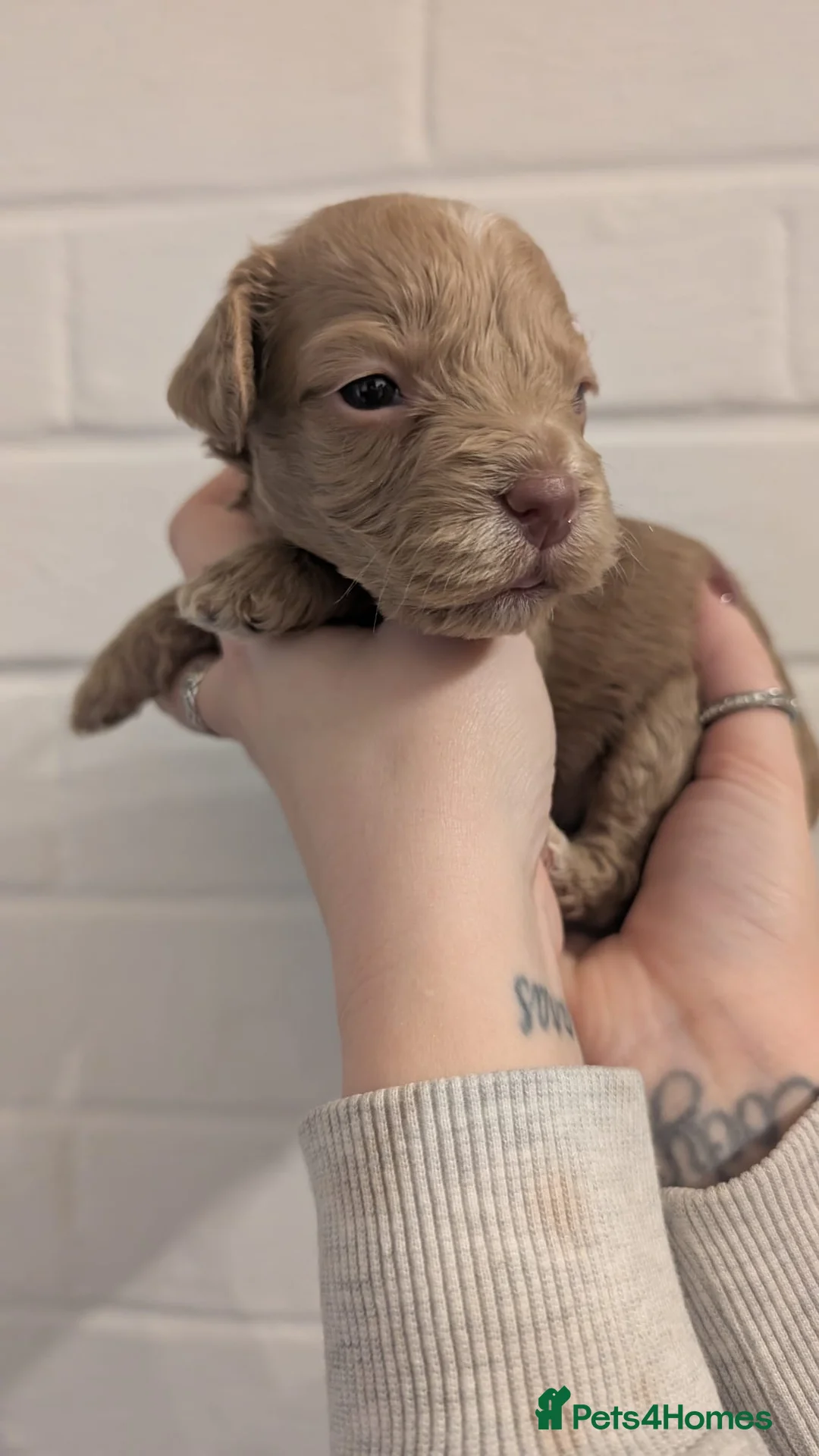 Cockapoo dogs for sale: Cockapoo puppies - Advert 26