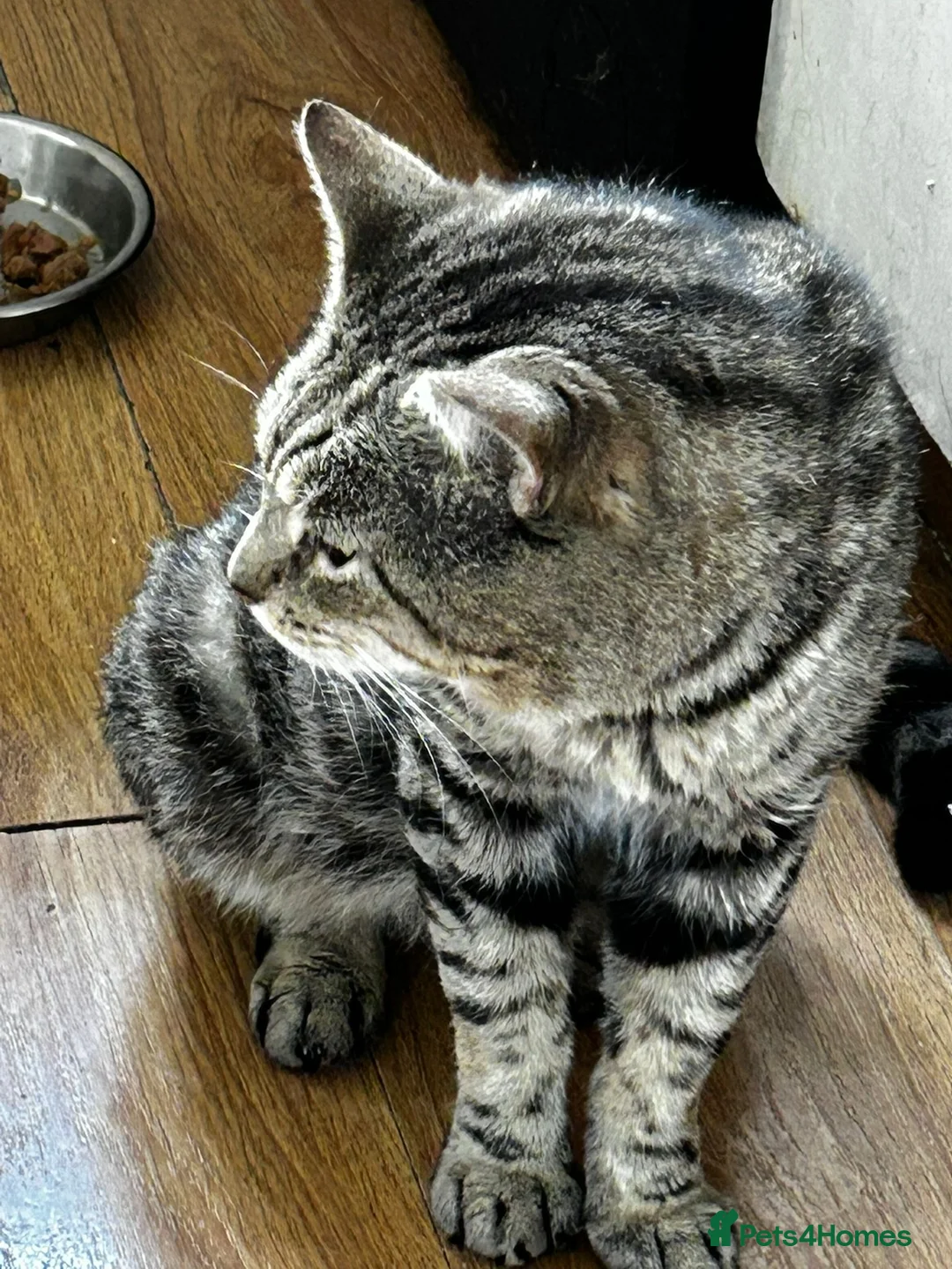 Mixed Breed cats for sale: Rescue male looking for a cosy home - Advert 3