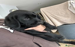 Goldador dogs for sale: One beautiful girl left from a litter of 10  - Image 1