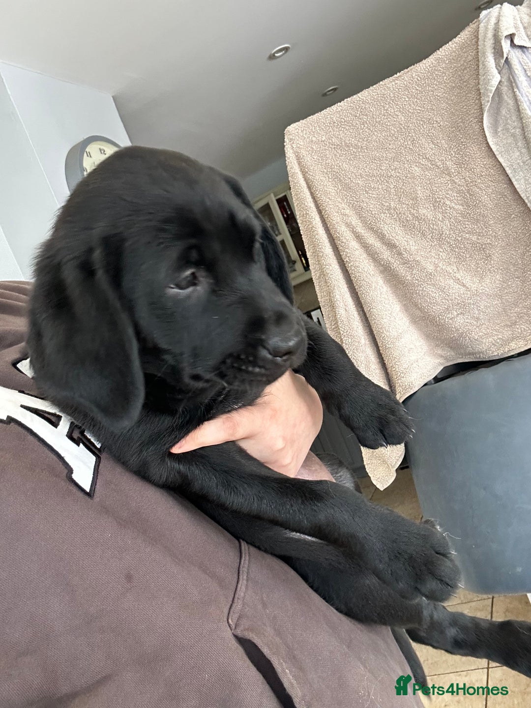 Goldador dogs for sale: One beautiful girl left from a litter of 10  - Image 1
