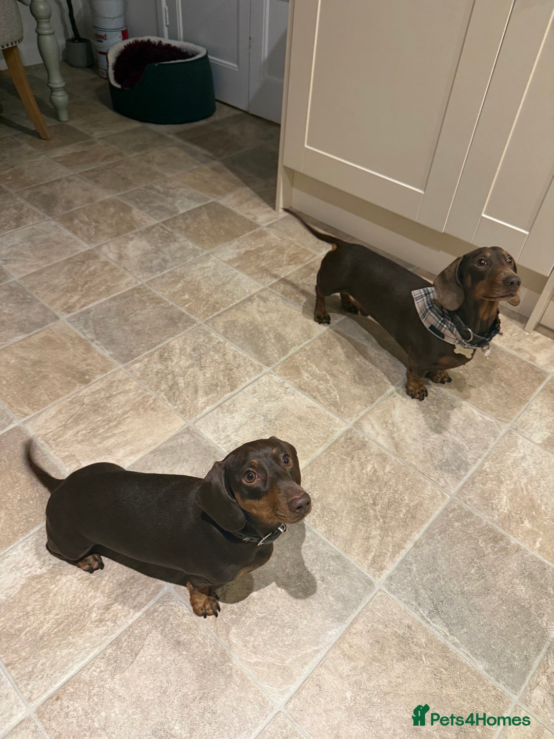 Miniature Dachshund dogs for sale: Miniature Dachshund puppies - Advert 6